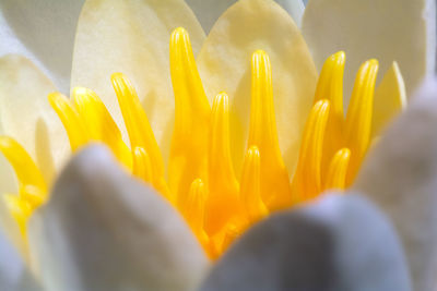 Close-up of yellow flowering plant