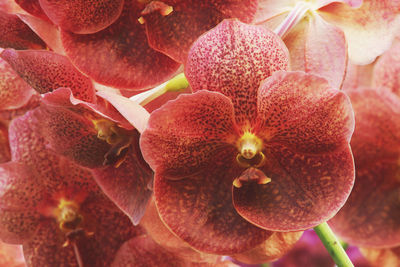 Full frame shot of red flowering plant