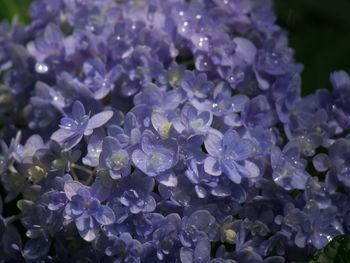 Close-up of purple hydrangea flowers