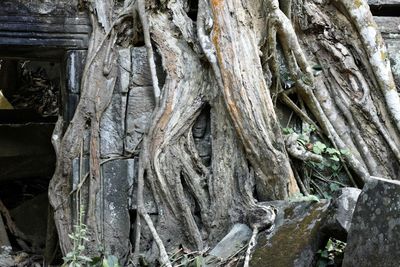 Close-up of tree