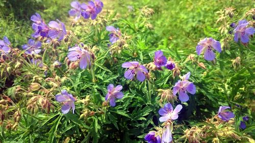 Purple flowers blooming on field