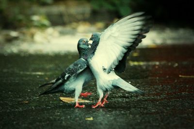 Seagull in flight