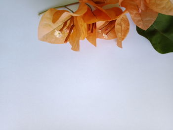 Close-up of orange leaves on white background