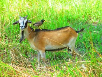 Sheep grazing on grassy field