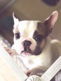 Close-up portrait of dog