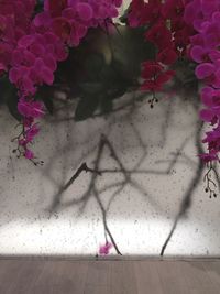 Close-up of pink flowers