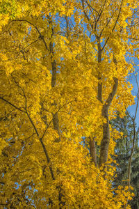 Low angle view of autumn trees in forest