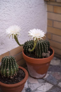 Close-up of cactus flower pot