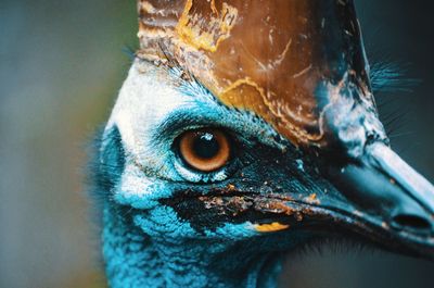 Close-up portrait of owl