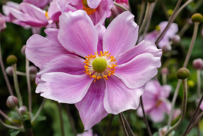 Close-up of pink flower