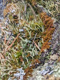 High angle view of moss growing on field