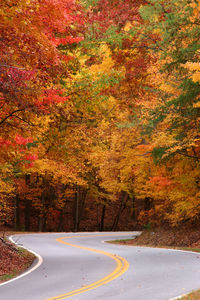 Road passing through forest