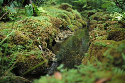 Close-up of moss growing on field