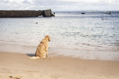 Dog plays in the sand of porto da barra beach in salvador, bahia.