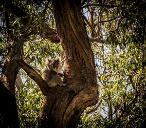 Low angle view of cat on tree