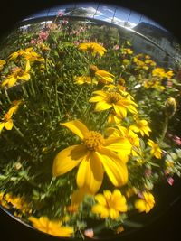 Close-up of yellow flowers blooming in water