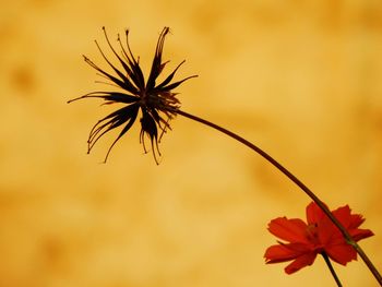 Close-up of wilted plant against sky