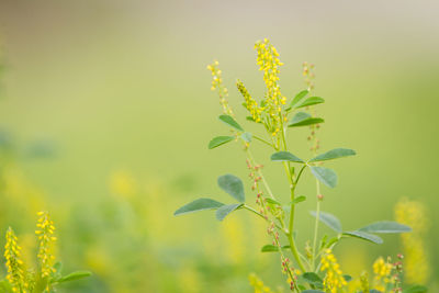 Close-up of yellow plant