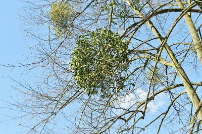 Low angle view of bare trees against sky