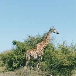 Side view of giraffe standing on landscape against clear sky