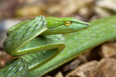 Close-up of green snake