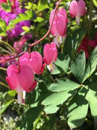 Close-up of pink flowers blooming outdoors