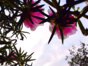Close-up of pink flowers