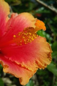 Close-up of orange flowers blooming outdoors