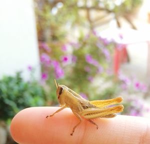 Close-up of hand feeding