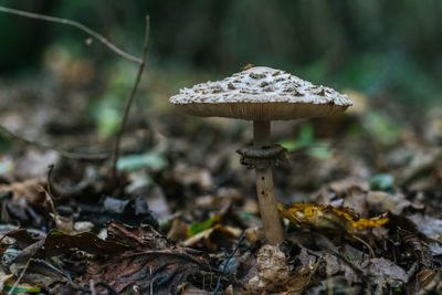 Close-up of mushroom on field