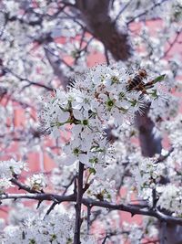 Close-up of cherry blossoms in spring