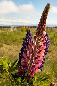 Close-up of purple flowering plant on field