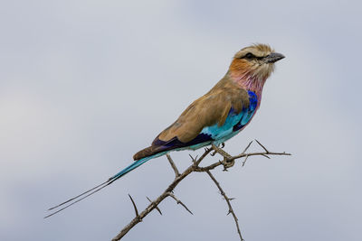 A lilac breasted roller in etosha, a national park of namibia