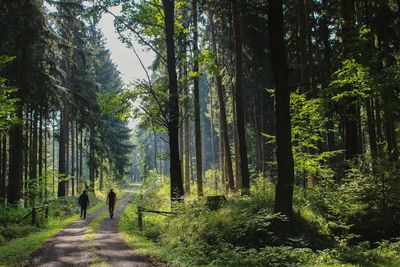 People walking amidst trees in forest