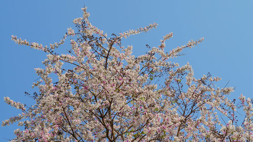 Low angle view of cherry blossoms against blue sky