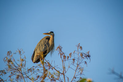 Low angle view of bird perching on tree against sky