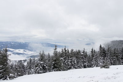 Snow covered land and trees against sky