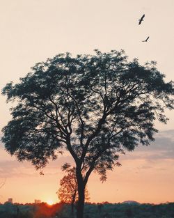 Low angle view of silhouette trees against sky at sunset