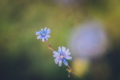 Close-up of purple flowering plant