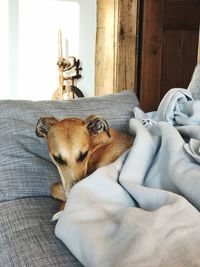 Dog relaxing on bed at home