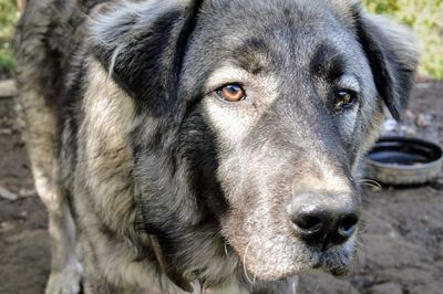 Close-up portrait of dog looking at camera