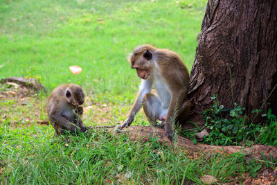 Monkey sitting on tree trunk