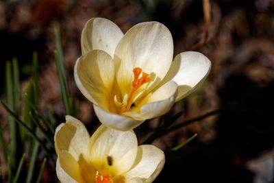 Close-up of white crocus flower