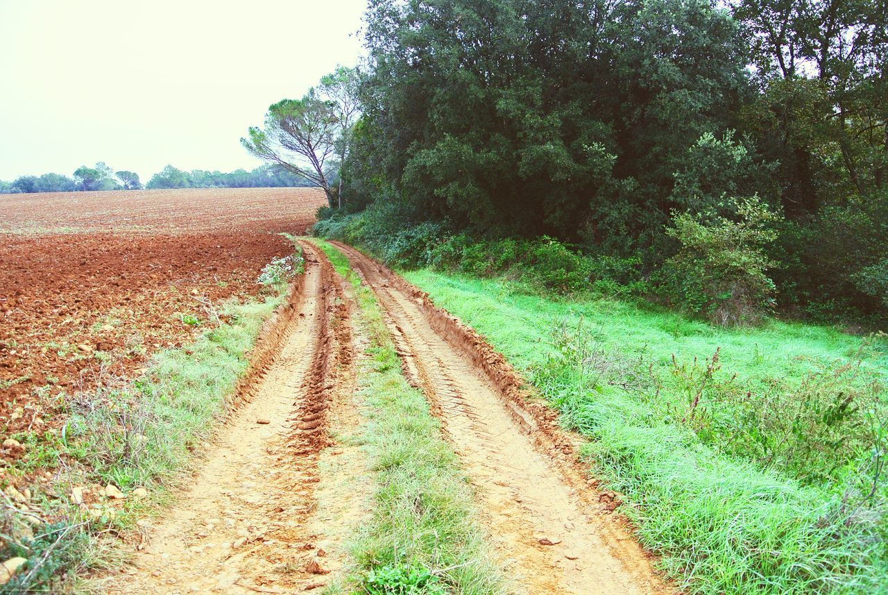 the way forward, dirt road, landscape, tranquility, tree, tranquil scene, growth, field, diminishing perspective, rural scene, nature, plant, vanishing point, agriculture, grass, clear sky, day, transportation, sky, beauty in nature