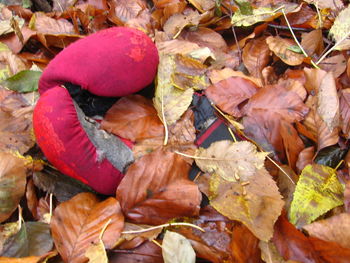 Full frame shot of maple leaves