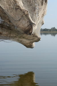 Reflection of tree on lake against sky