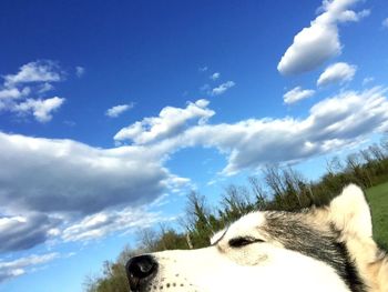 Silhouette of dog against blue sky