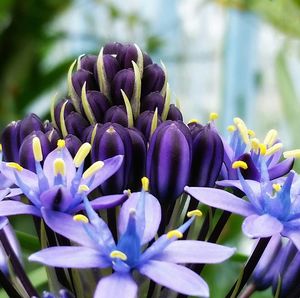 Close-up of purple flowers blooming