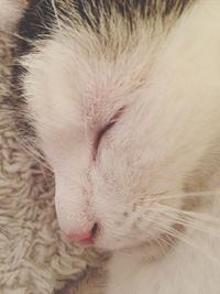 Close-up of cat sleeping