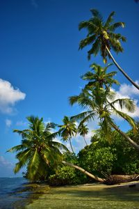 Palm trees by sea against sky